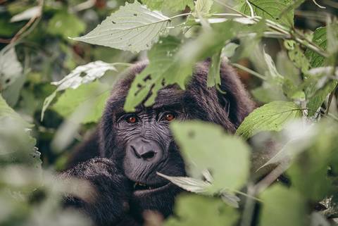 Africa Wildlife Safaris And Game Drives Tour: Beaches, Game Parks & Gorillas