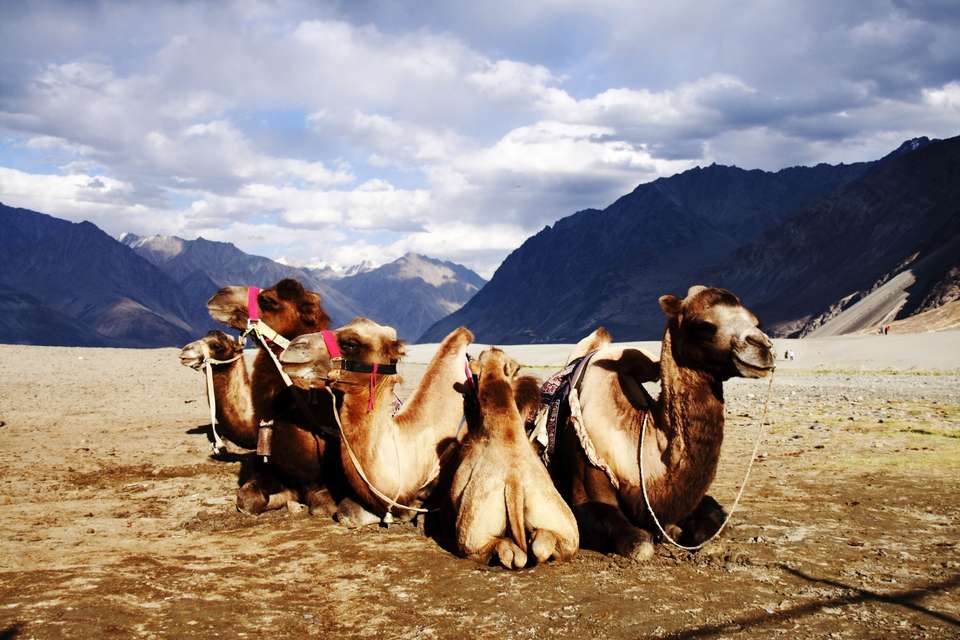 Beauties of Arabia with Jordan, Sinai and Cairo - undefined - Image 9
