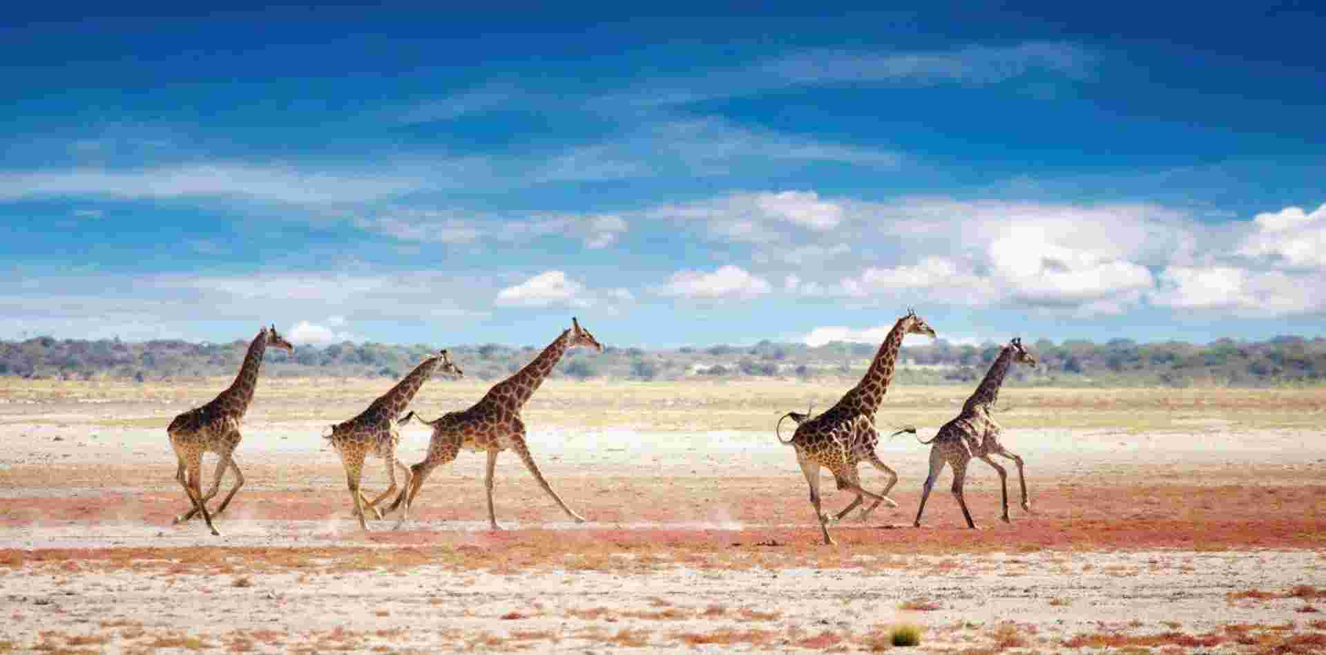 Beautiful Contrasts Of Northern Namibia, Private Tour (on Request)