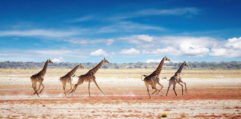 Beautiful Contrasts Of Northern Namibia, Private Tour (on Request) - August 2026