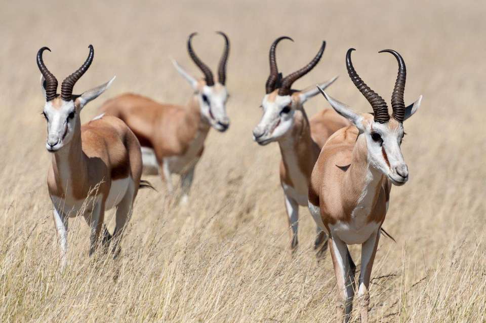 Beautiful Contrasts Of Northern Namibia, Private Tour (on Request) - Destination Services - Namibia - Image 4