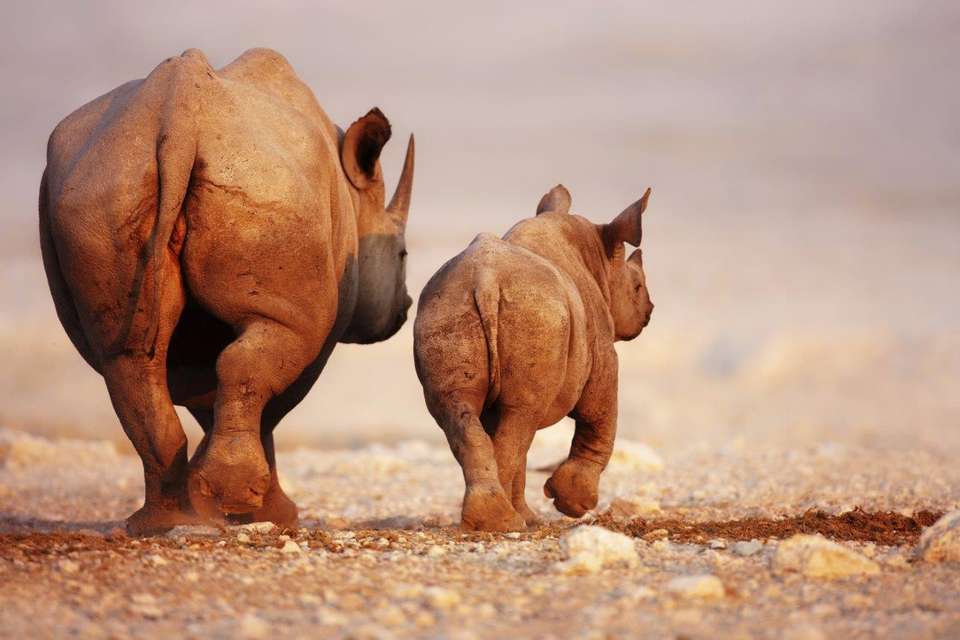 Beautiful Contrasts Of Northern Namibia, Private Tour (on Request) - Destination Services - Namibia - Image 7