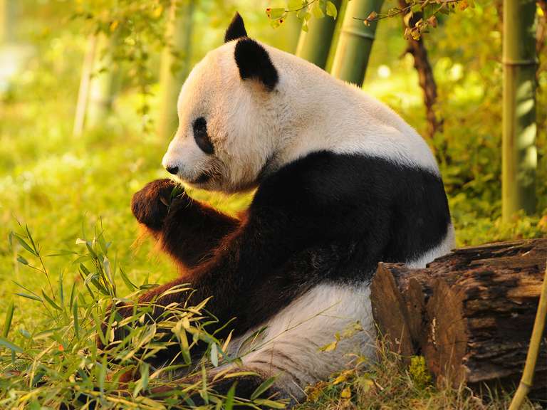 Beijing to Yangtze River & Shanghai - 13 days - 13 days