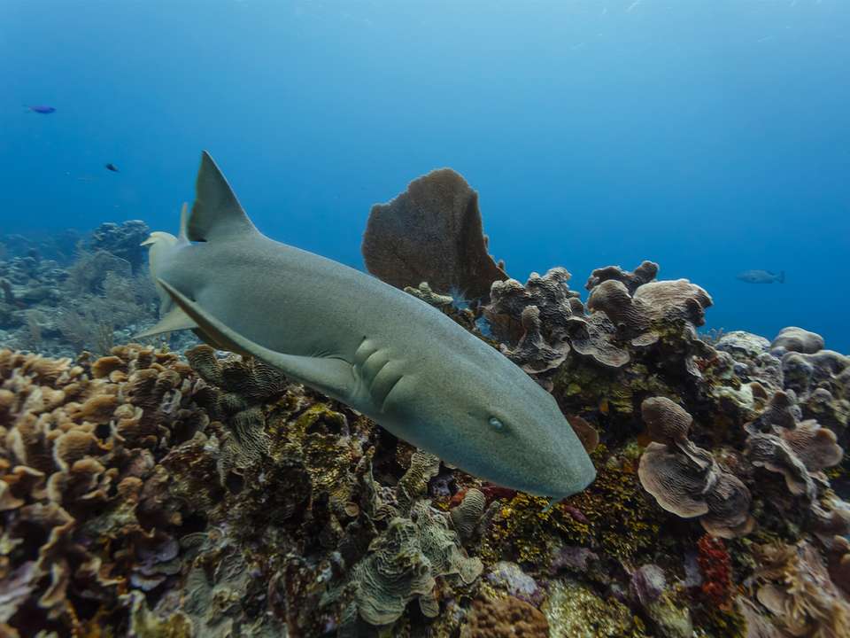 Belize Discovery - 8 days - On The Go Tours - Belize - Image 4