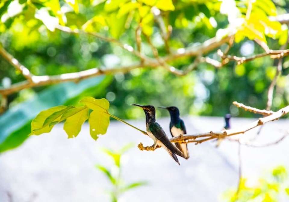 Belize Jungle and Beach - Indus Travels - Belize - Image 4