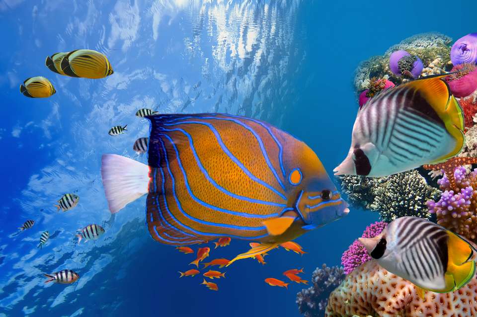 Belize Reef & Ruins - Exodus Adventure Travels - Belize - Image 17