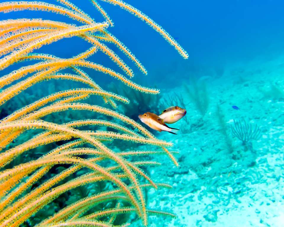 Belize Reef & Ruins - Exodus Adventure Travels - Belize - Image 5