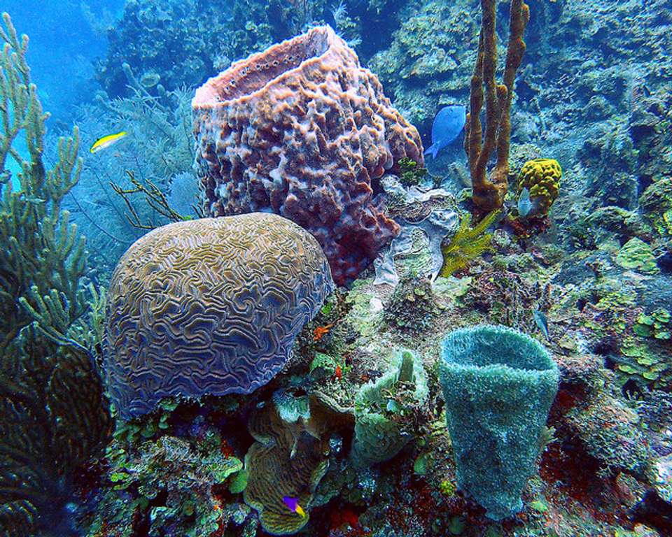 Trip To Belize: Mayan Ruins, Wildlife & Caribbean Adventures (9 Days) - undefined - Image 2