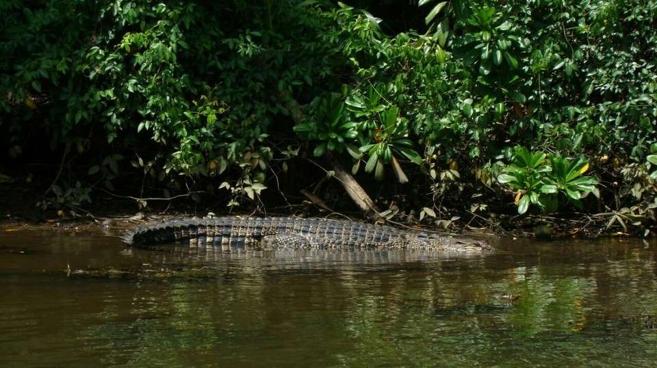 Madu River Boat Ride inc. Turtle Hatchery visit - Routes To Ceylon (rtc) - Sri Lanka