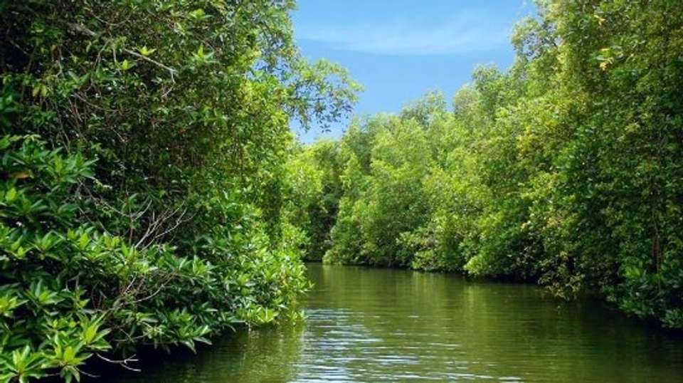 Madu River Boat Ride inc. Turtle Hatchery visit - Routes To Ceylon (rtc) - Sri Lanka