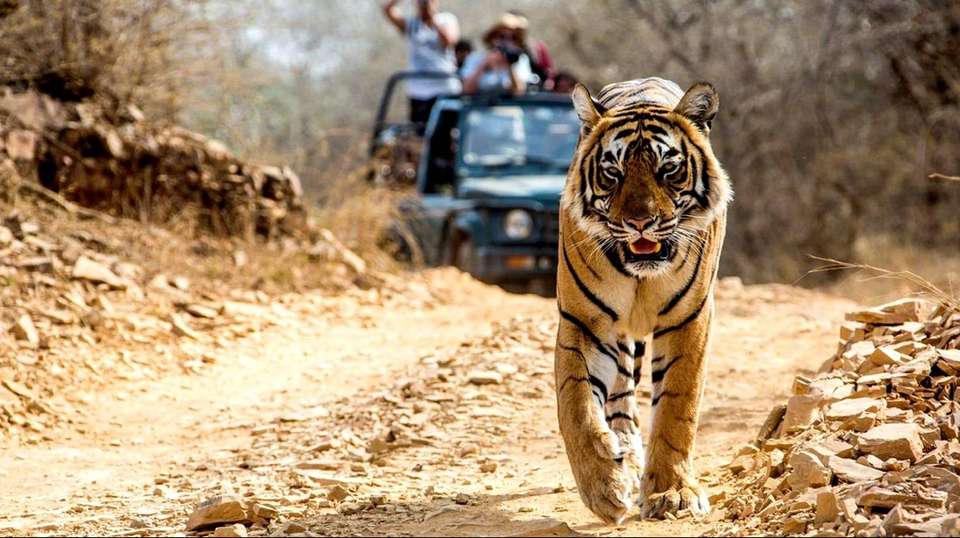 Bespoke Golden Triangle & Classic Rajasthan - Amazing India Tours - India - Image 4