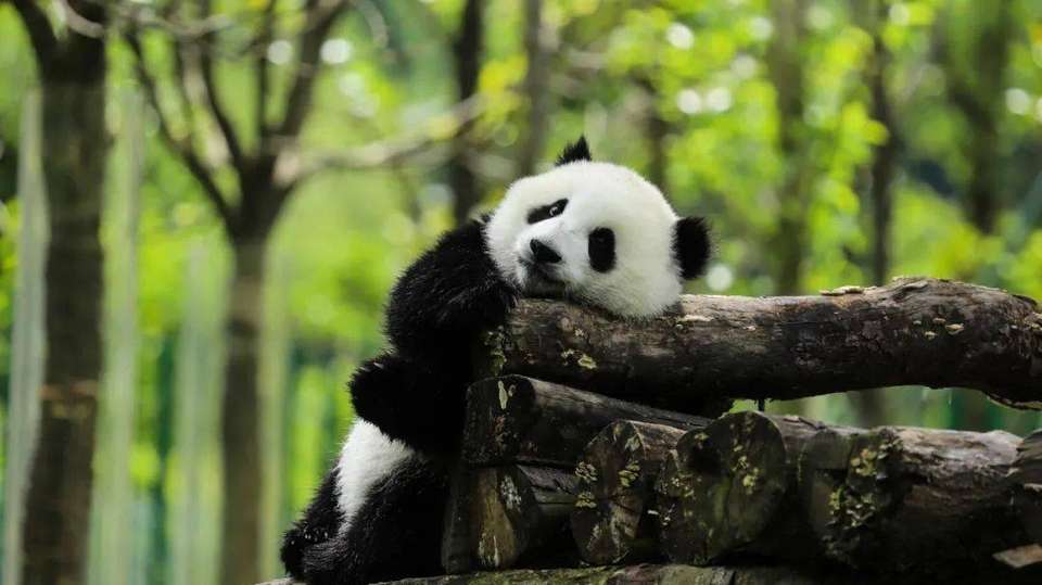 Best China Attractions - Truly China Travel - China - Image 3
