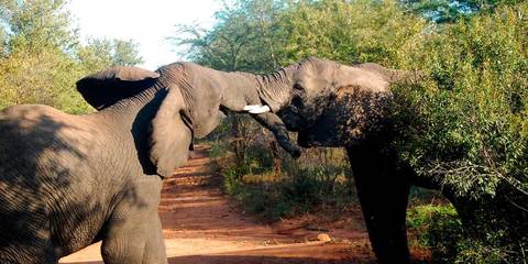 Best Of Africa's Wildlife: Cape Town, Kruger, Hwange, & Chobe - Summer Tours