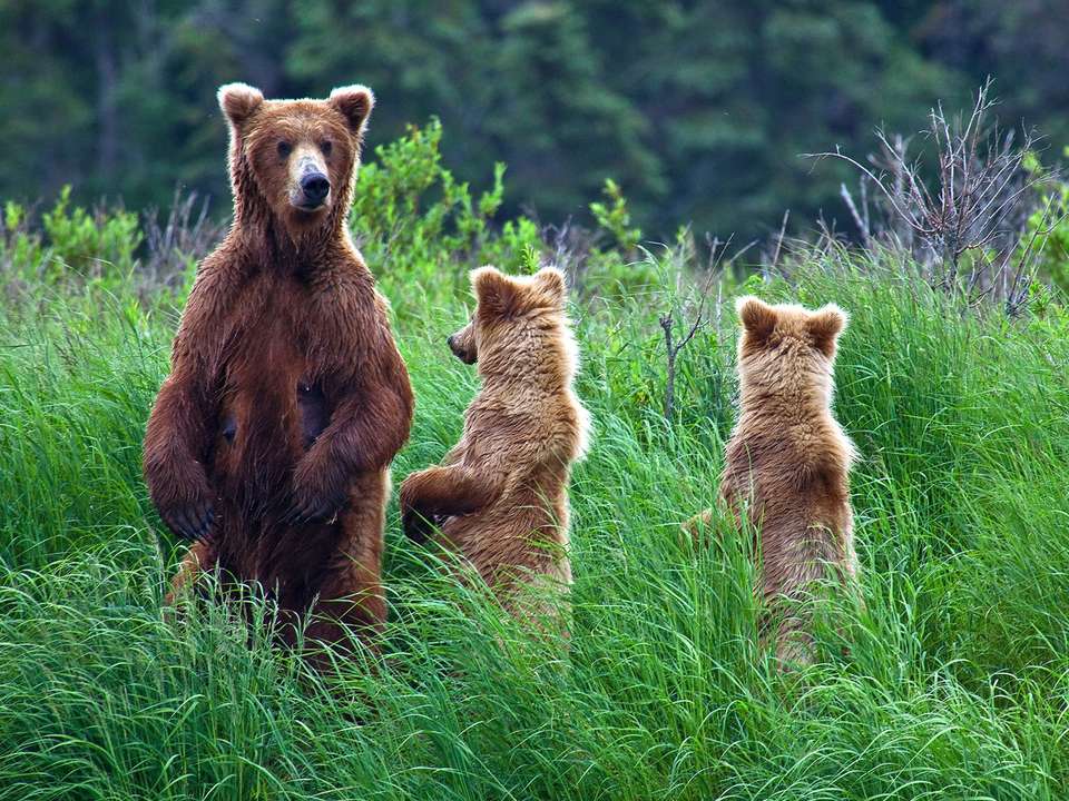 Best of Alaska - 10 days - On The Go Tours - USA - Image 6
