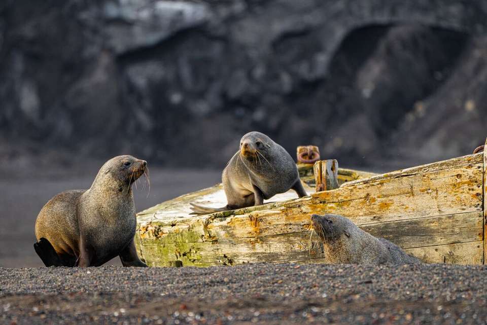Antarctic Peninsula: An Immersive Odyssey (Ocean Nova) - Intrepid Travel - Argentina - Image 4