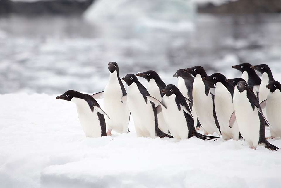 Antarctic Peninsula: An Immersive Odyssey (Ocean Nova) - Intrepid Travel - Argentina - Image 6