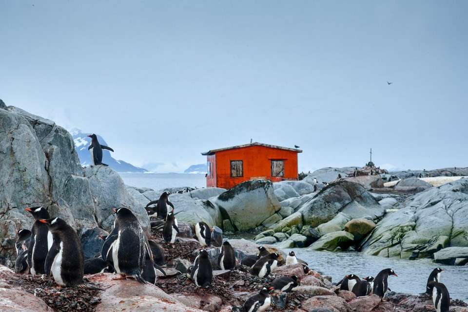 Antarctic Peninsula: An Immersive Odyssey (Ocean Nova) - Intrepid Travel - Argentina - Image 7