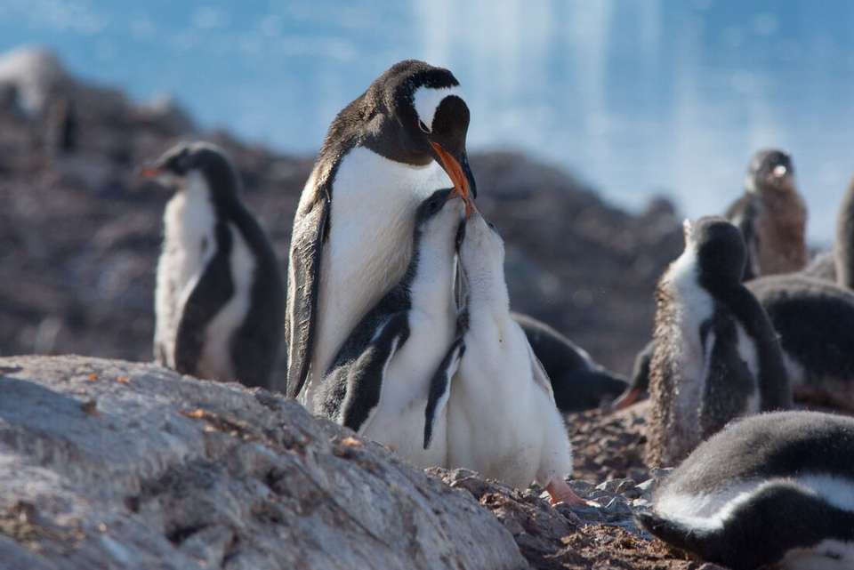 Antarctic Peninsula: An Immersive Odyssey (Ocean Nova) - Intrepid Travel - Argentina - Image 9