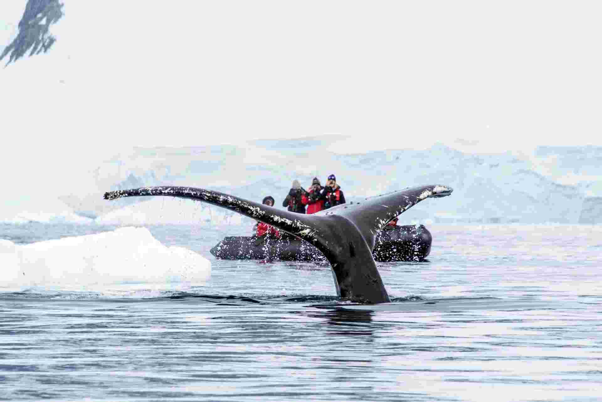 Best of Antarctica: Whale Journey