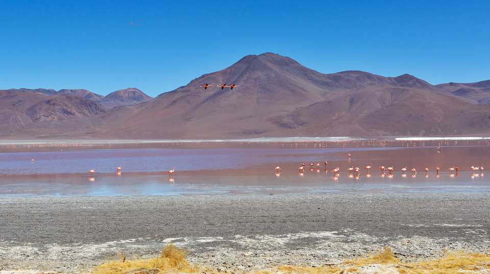 Best of Bolivia: 15-Day Tour - Terra Bolivia - Bolivia - Image 5