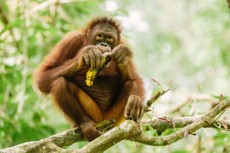 Best of Borneo - August 2026