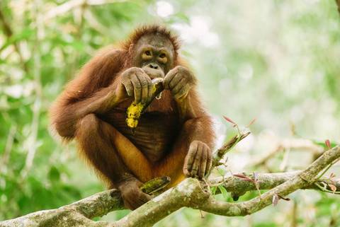 South East Asia Group Tours: Best Of Borneo
