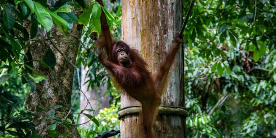 Journeys: Best of Borneo - G Adventures - Malaysia - Image 1