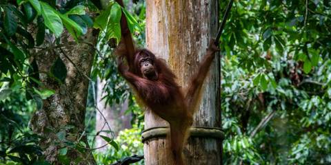 Wildlife Tour: Journeys: Best Of Borneo