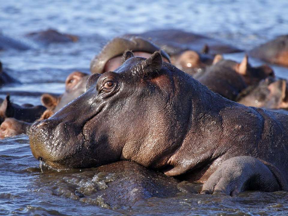 Best of Botswana & Victoria Falls - 12 days - On The Go Tours - Zimbabwe - Image 5