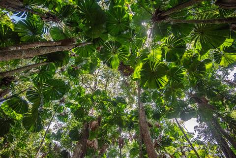 Cairns Explorer Tour: Best Of Cairns, Great Barrier Reef & Daintree