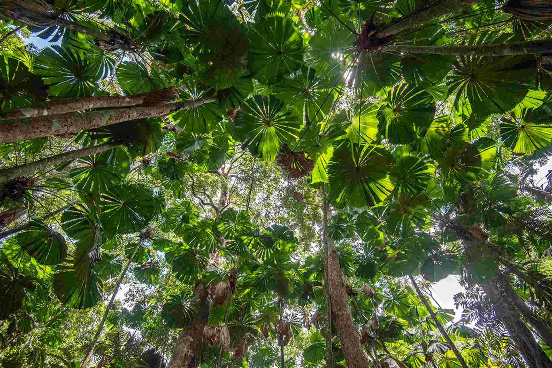 Best of Cairns, Great Barrier Reef & Daintree
