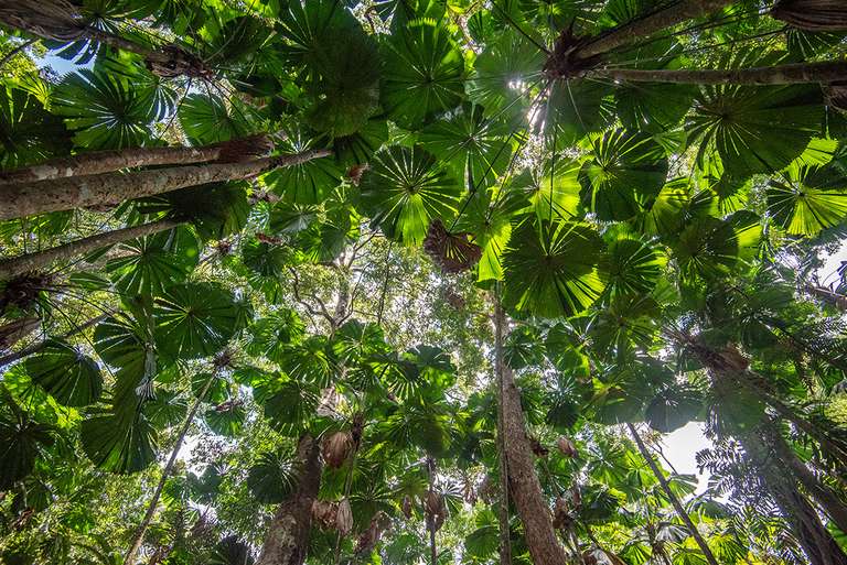 Best of Cairns, Great Barrier Reef & Daintree - 5 days