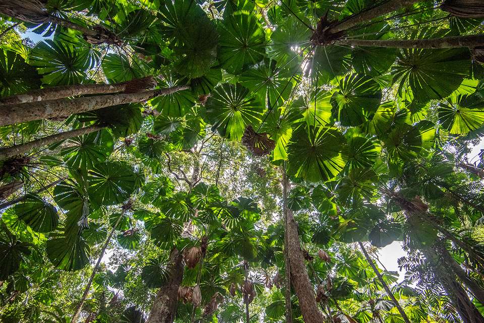 Best of Cairns, Great Barrier Reef & Daintree - Intrepid Travel - Australia - Image 1
