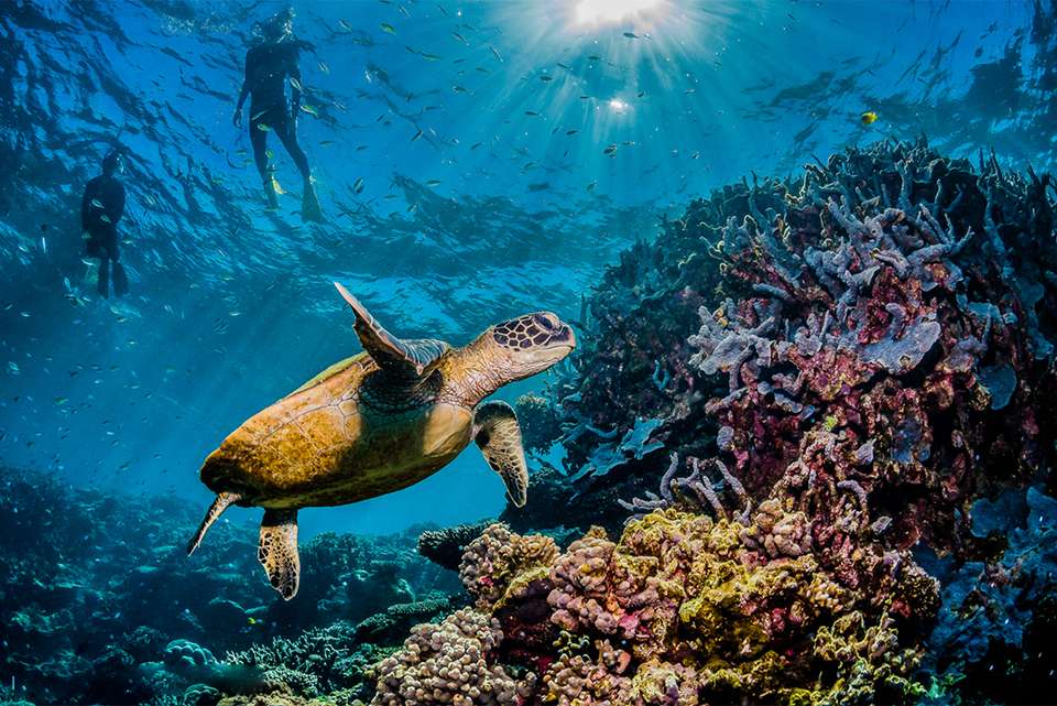 Best of Cairns, Great Barrier Reef & Daintree - Intrepid Travel - Australia - Image 2