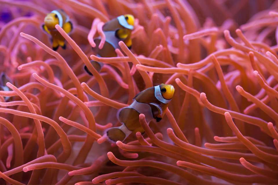 Best of Cairns, Great Barrier Reef & Daintree - Intrepid Travel - Australia - Image 3