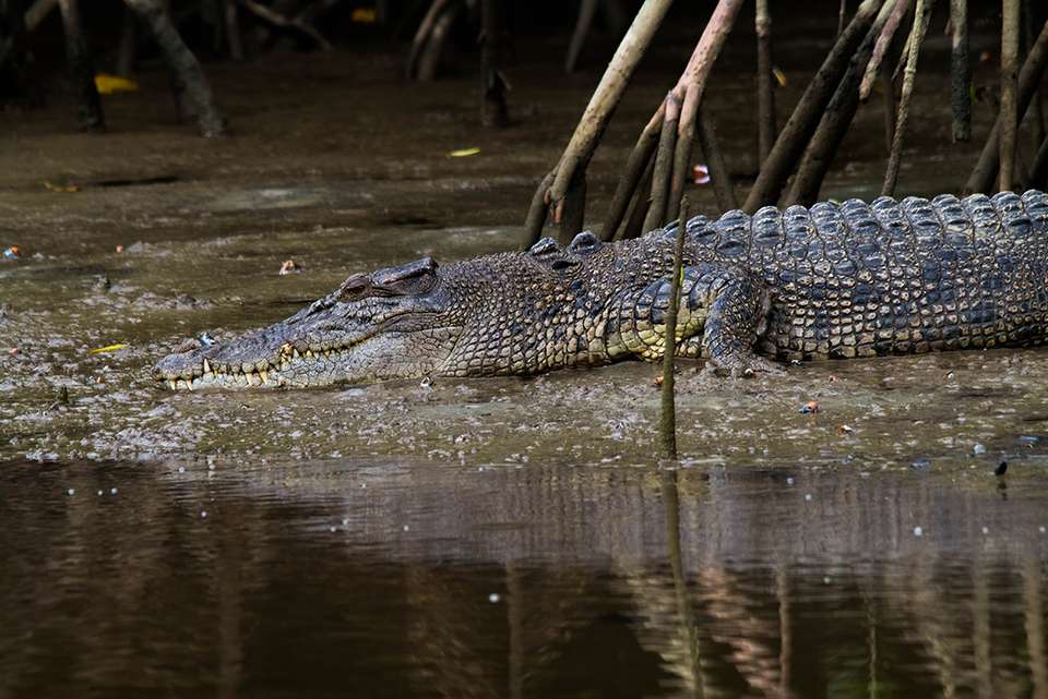 Best of Cairns, Great Barrier Reef & Daintree - Intrepid Travel - Australia - Image 7