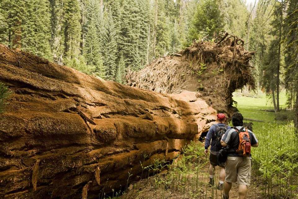 Best of California's National Parks - Intrepid Travel - USA - Image 7