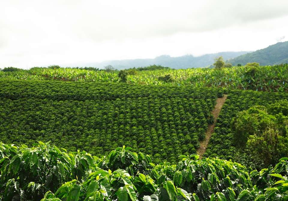 Best of Colombia and the Coffee Triangle - Indus Travels - Colombia - Image 3