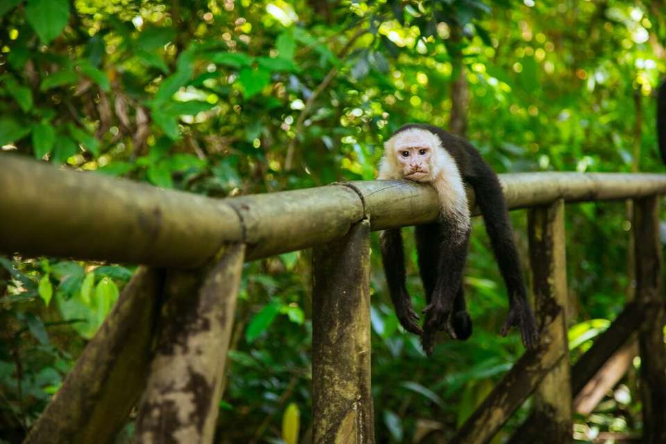 Best of Costa Rica - Intrepid Travel - Costa Rica - Image 16