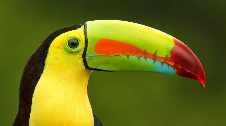 San Jose Rainforest and jungle visits Tour: Best of Costa Rica