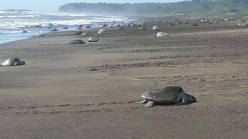 Best of Costa Rica - Greenway Nature Tours - Costa Rica - Image 17