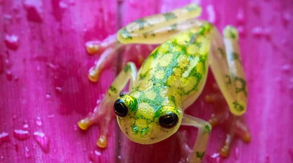 Best of Costa Rica - Greenway Nature Tours - Costa Rica - Image 16