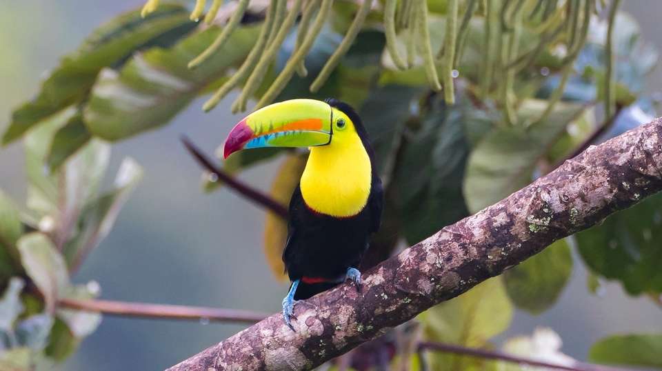 Best of Costa Rica - Greenway Nature Tours - Costa Rica - Image 6
