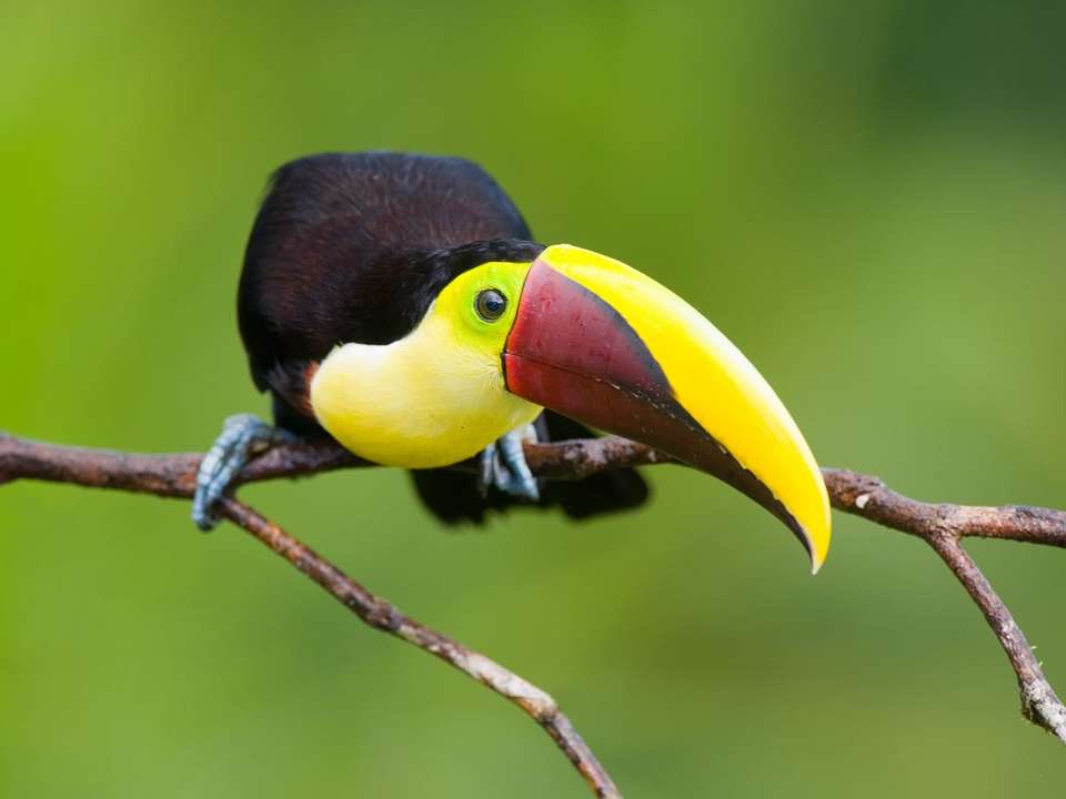 Best of Costa Rica & Panama - 13 days - On The Go Tours - Costa Rica - Image 9