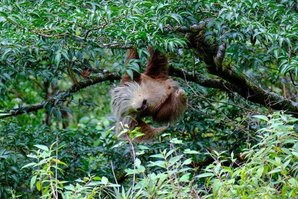 Best of Costa Rica Family Holiday - Intrepid Travel - Costa Rica - Image 12