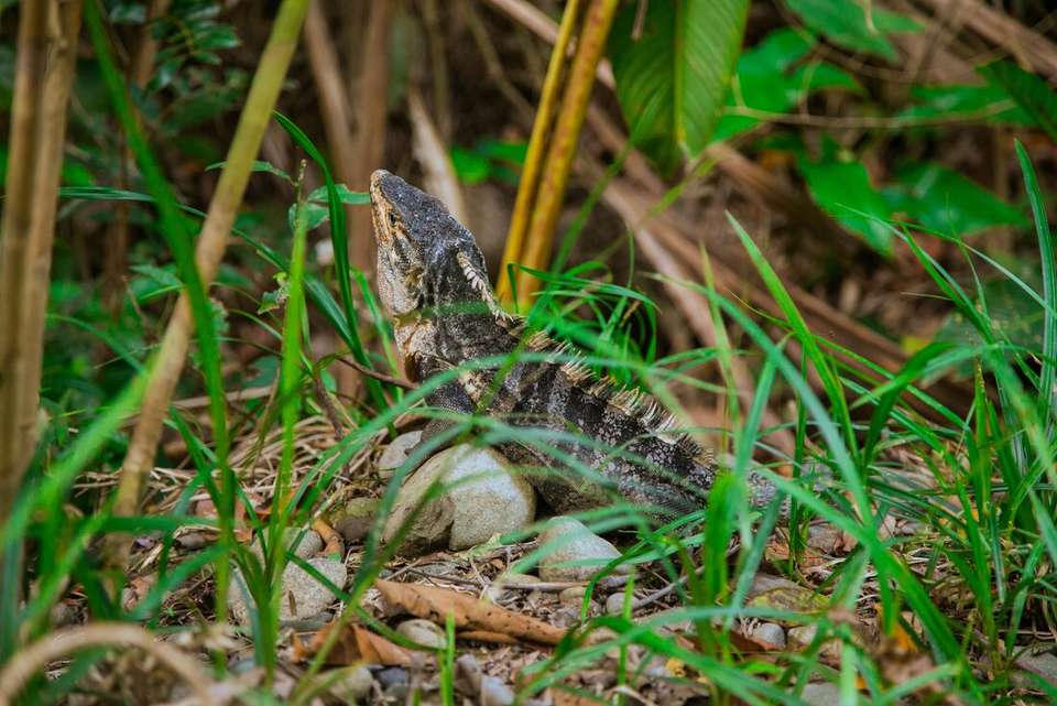 Best of Costa Rica Family Holiday - Intrepid Travel - Costa Rica - Image 11