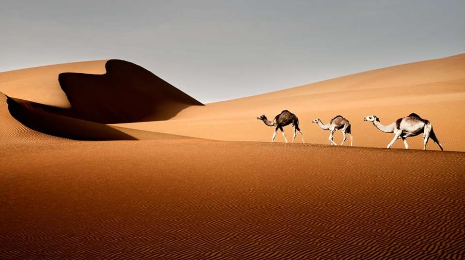 Best of Dubai Desert Safari Quad Bike & Dune Bashing - Look At Egypt Tours - UAE - Image 3