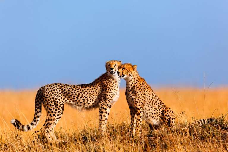 Nairobi National parks Tour: Best of East Africa