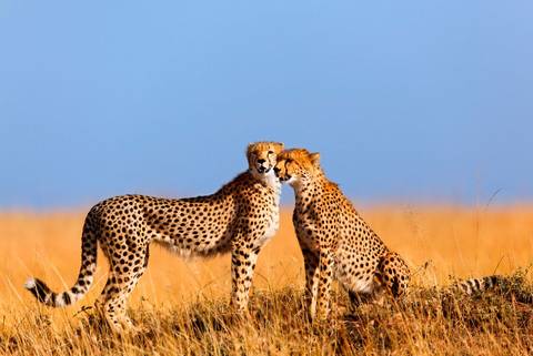 Nairobi Wildlife Tour: Best Of East Africa