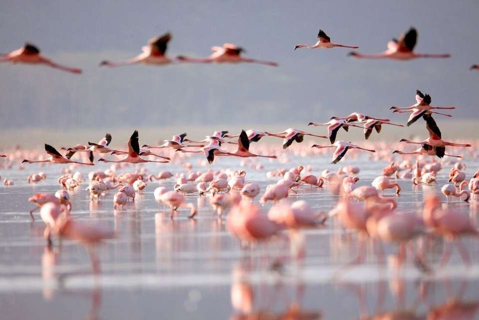 Best of East Africa - Intrepid Travel - Kenya - Image 22